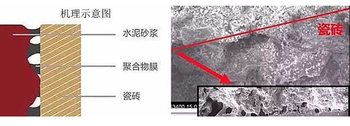 瓷磚粘結(jié)劑粘貼機(jī)理示意圖